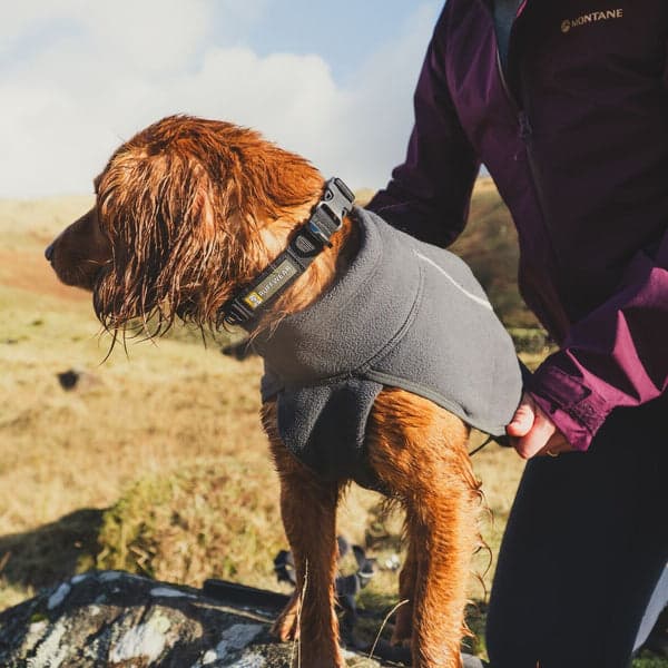 Dog being fitted for outdoor gear