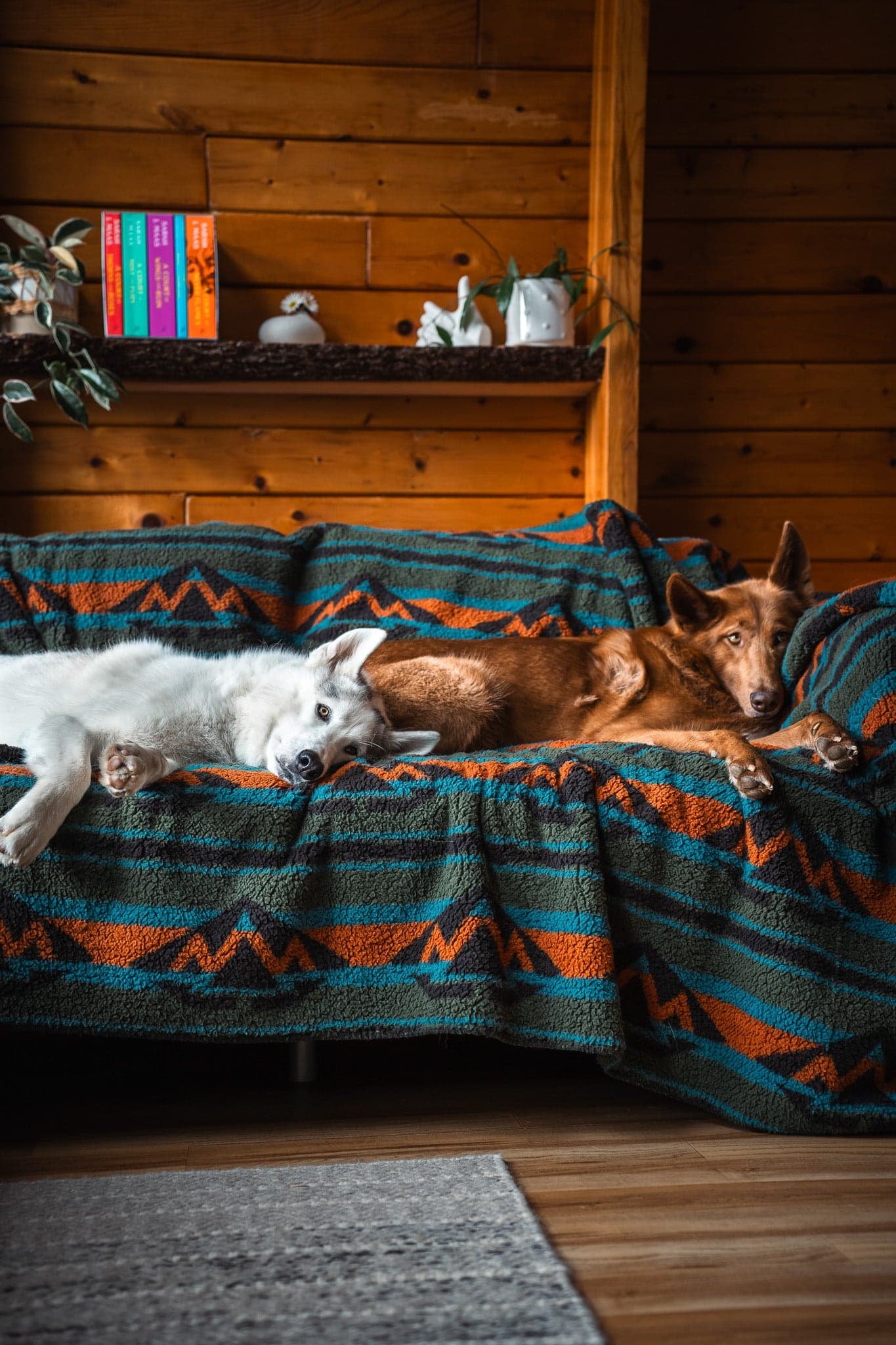 Dogs resting together on a travel blanket