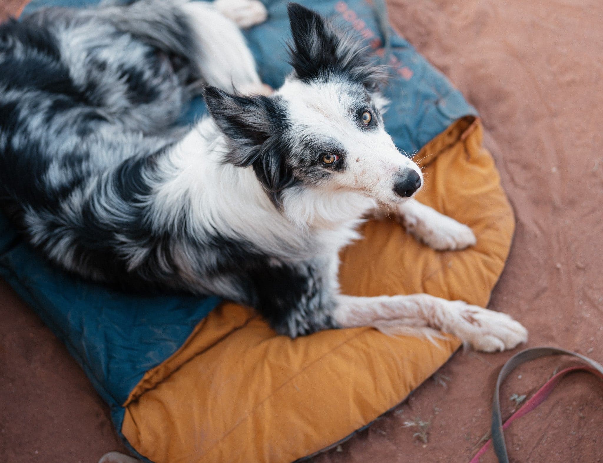 Dog resting in outdoor gear