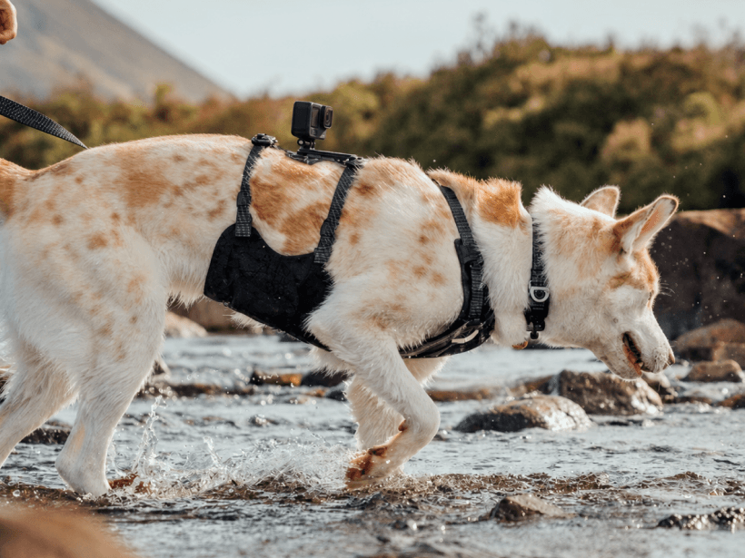 Dog wearing a camera harness while exploring outdoors