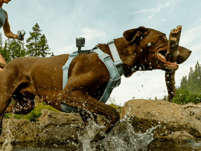Dog exploring outdoors in adventure gear