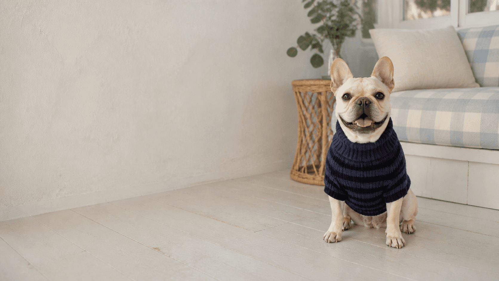 French bulldog wearing a navy sweater at home