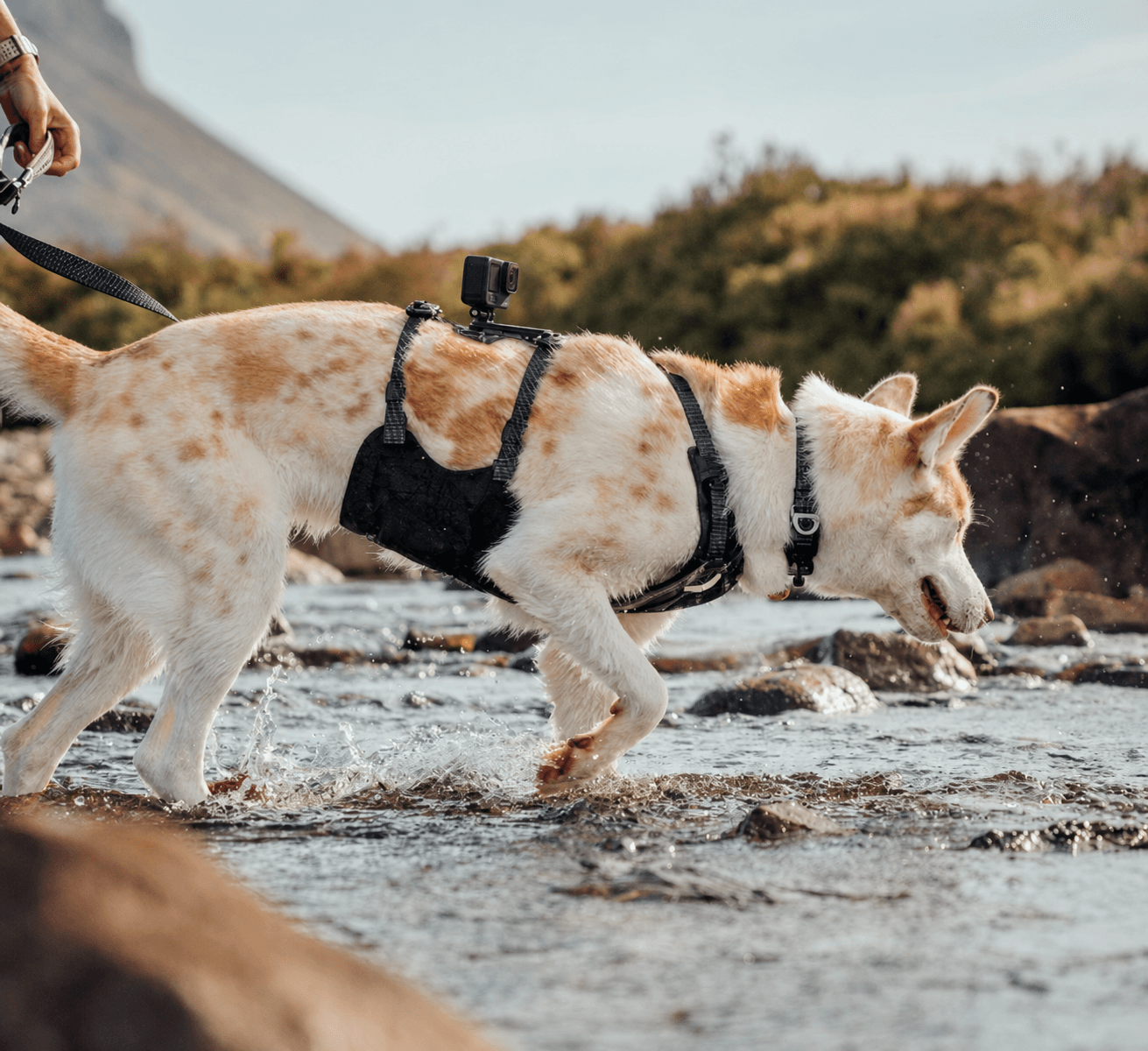 Dog wearing a harness while walking through shallow water